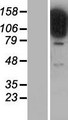 STARD13 Protein - Western validation with an anti-DDK antibody * L: Control HEK293 lysate R: Over-expression lysate