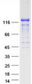 STARD13 Protein - Purified recombinant protein STARD13 was analyzed by SDS-PAGE gel and Coomassie Blue Staining