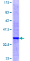 STARD3 / MLN64 Protein - 12.5% SDS-PAGE Stained with Coomassie Blue.