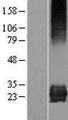 STARD3NL Protein - Western validation with an anti-DDK antibody * L: Control HEK293 lysate R: Over-expression lysate