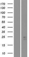 STARD4 Protein - Western validation with an anti-DDK antibody * L: Control HEK293 lysate R: Over-expression lysate