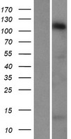 STARD8 Protein - Western validation with an anti-DDK antibody * L: Control HEK293 lysate R: Over-expression lysate