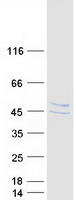 STARS / ABRA Protein - Purified recombinant protein ABRA was analyzed by SDS-PAGE gel and Coomassie Blue Staining