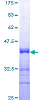 STAT1 Protein - 12.5% SDS-PAGE Stained with Coomassie Blue.