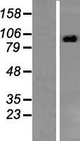 STAT2 Protein - Western validation with an anti-DDK antibody * L: Control HEK293 lysate R: Over-expression lysate