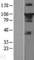 STAT3 Protein - Western validation with an anti-DDK antibody * L: Control HEK293 lysate R: Over-expression lysate