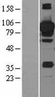 STAT3 Protein - Western validation with an anti-DDK antibody * L: Control HEK293 lysate R: Over-expression lysate