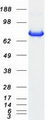 STAT3 Protein - Purified recombinant protein STAT3 was analyzed by SDS-PAGE gel and Coomassie Blue Staining