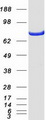 STAT3 Protein - Purified recombinant protein STAT3 was analyzed by SDS-PAGE gel and Coomassie Blue Staining