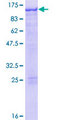 STAT5A Protein - 12.5% SDS-PAGE of human STAT5A stained with Coomassie Blue