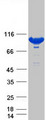 STAT5A Protein - Purified recombinant protein STAT5A was analyzed by SDS-PAGE gel and Coomassie Blue Staining
