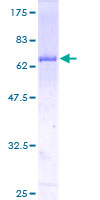 STAT5B Protein - 12.5% SDS-PAGE of human STAT5B stained with Coomassie Blue