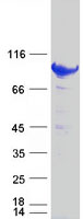STAT5B Protein - Purified recombinant protein STAT5B was analyzed by SDS-PAGE gel and Coomassie Blue Staining