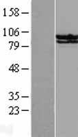 STAT6 Protein - Western validation with an anti-DDK antibody * L: Control HEK293 lysate R: Over-expression lysate