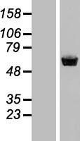 STAU1 / Staufen Protein - Western validation with an anti-DDK antibody * L: Control HEK293 lysate R: Over-expression lysate