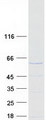 STAU1 / Staufen Protein - Purified recombinant protein STAU1 was analyzed by SDS-PAGE gel and Coomassie Blue Staining
