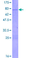 STAU2 Protein - 12.5% SDS-PAGE of human STAU2 stained with Coomassie Blue