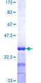STAU2 Protein - 12.5% SDS-PAGE Stained with Coomassie Blue