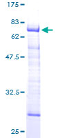 STBD1 Protein