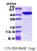 STBD1 Protein