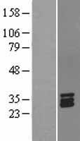 STC1 / Stanniocalcin Protein - Western validation with an anti-DDK antibody * L: Control HEK293 lysate R: Over-expression lysate