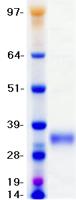 STC1 / Stanniocalcin Protein