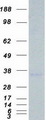 STC2 / Stanniocalcin 2 Protein - Purified recombinant protein STC2 was analyzed by SDS-PAGE gel and Coomassie Blue Staining