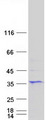 STEAP1 / STEAP Protein - Purified recombinant protein STEAP1 was analyzed by SDS-PAGE gel and Coomassie Blue Staining