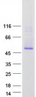 STEAP4 Protein - Purified recombinant protein STEAP4 was analyzed by SDS-PAGE gel and Coomassie Blue Staining