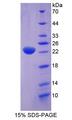 STI1 / STIP1 Protein - Recombinant Stress Induced Phosphoprotein 1 By SDS-PAGE