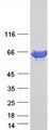 STI1 / STIP1 Protein - Purified recombinant protein STIP1 was analyzed by SDS-PAGE gel and Coomassie Blue Staining
