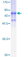 STK17B / DRAK2 Protein - 12.5% SDS-PAGE of human STK17B stained with Coomassie Blue