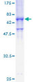 STK17B / DRAK2 Protein - 12.5% SDS-PAGE of human STK17B stained with Coomassie Blue