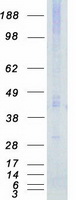 STK17B / DRAK2 Protein - Purified recombinant protein STK17B was analyzed by SDS-PAGE gel and Coomassie Blue Staining