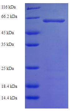 STK25 Protein