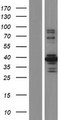 STK26 / MST4 Protein - Western validation with an anti-DDK antibody * L: Control HEK293 lysate R: Over-expression lysate
