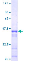 STK26 / MST4 Protein