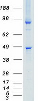 STK26 / MST4 Protein - Purified recombinant protein STK26 was analyzed by SDS-PAGE gel and Coomassie Blue Staining