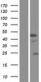 STK32A Protein - Western validation with an anti-DDK antibody * L: Control HEK293 lysate R: Over-expression lysate