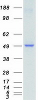STK32B Protein - Purified recombinant protein STK32B was analyzed by SDS-PAGE gel and Coomassie Blue Staining