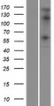 STK32C / PKE Protein - Western validation with an anti-DDK antibody * L: Control HEK293 lysate R: Over-expression lysate