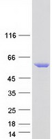 STK32C / PKE Protein - Purified recombinant protein STK32C was analyzed by SDS-PAGE gel and Coomassie Blue Staining