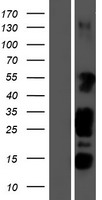 STK35 Protein - Western validation with an anti-DDK antibody * L: Control HEK293 lysate R: Over-expression lysate