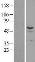 STK38L / NDR2 Protein - Western validation with an anti-DDK antibody * L: Control HEK293 lysate R: Over-expression lysate