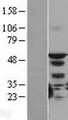 STK4 Protein - Western validation with an anti-DDK antibody * L: Control HEK293 lysate R: Over-expression lysate