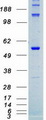 STK4 Protein - Purified recombinant protein STK4 was analyzed by SDS-PAGE gel and Coomassie Blue Staining