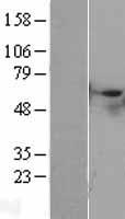 STK40 Protein - Western validation with an anti-DDK antibody * L: Control HEK293 lysate R: Over-expression lysate