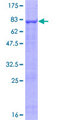 STK40 Protein - 12.5% SDS-PAGE of human STK40 stained with Coomassie Blue