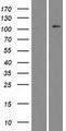 STK9 / CDKL5 Protein - Western validation with an anti-DDK antibody * L: Control HEK293 lysate R: Over-expression lysate