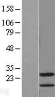 STMN4 / RB3 Protein - Western validation with an anti-DDK antibody * L: Control HEK293 lysate R: Over-expression lysate